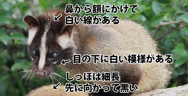 アライグマとタヌキ・ハクビシンとの違いは?見た目や食痕・足跡・フン
